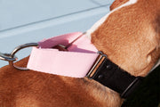 Martingale Collar | Quick Release Buckle | 1.5" Width - Absurd Design