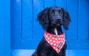 Christmas Dog Bandana: Happy Christmas - Absurd Design