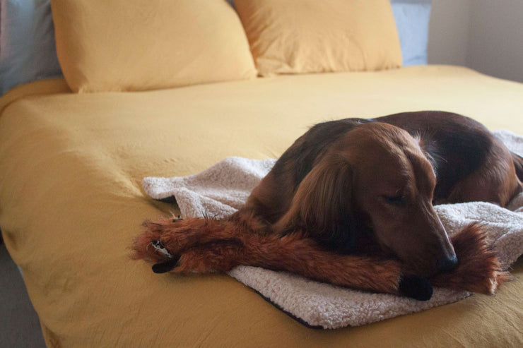 Interior shot of dog lying on an Aburd Settle Mat placed on a bed