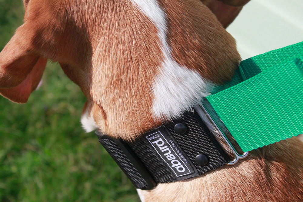 Martingale Collar | Quick Release Buckle | 2" Width - Absurd Design