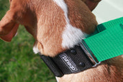 Martingale Collar | Quick Release Buckle | 2" Width - Absurd Design