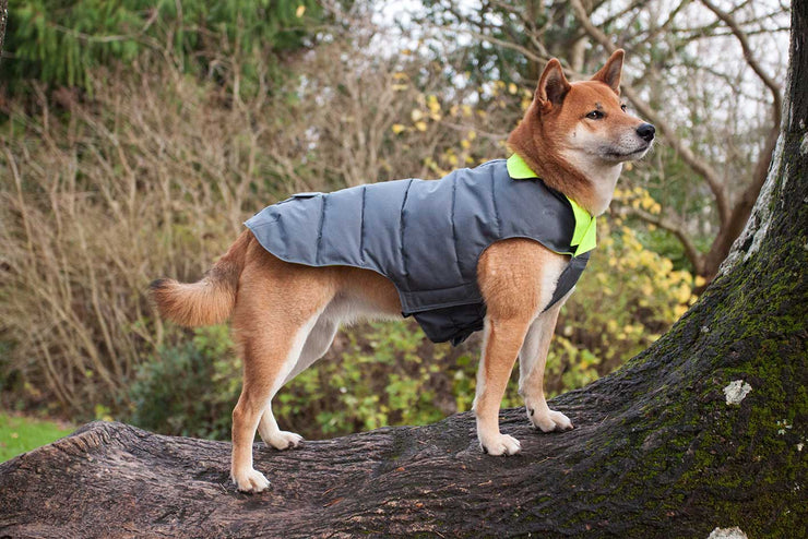 Designer Waterproof Dog Coat: Grey/Hi-Vis - Absurd Design