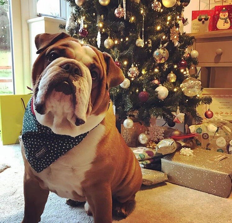 dog in front of Christmas tree wearing Snowball bandana