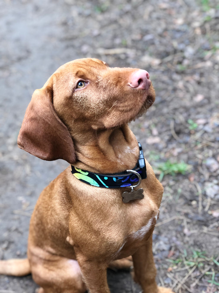 Neoprene Dog Collar: Haida Gwaii Multi - Absurd Design