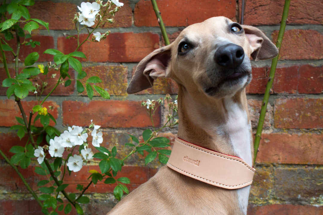 Natural Leather Hound Collar : Red Felt - Absurd Design