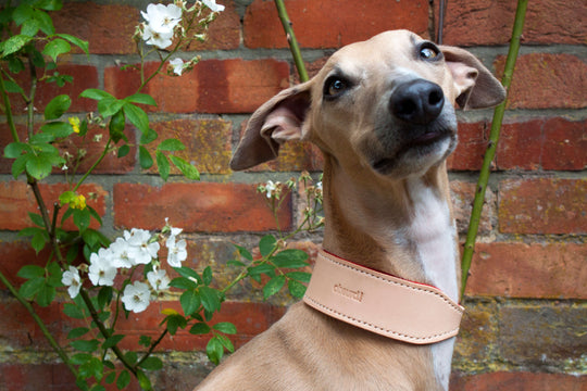 Natural Leather Hound Collar : Red Felt - Absurd Design