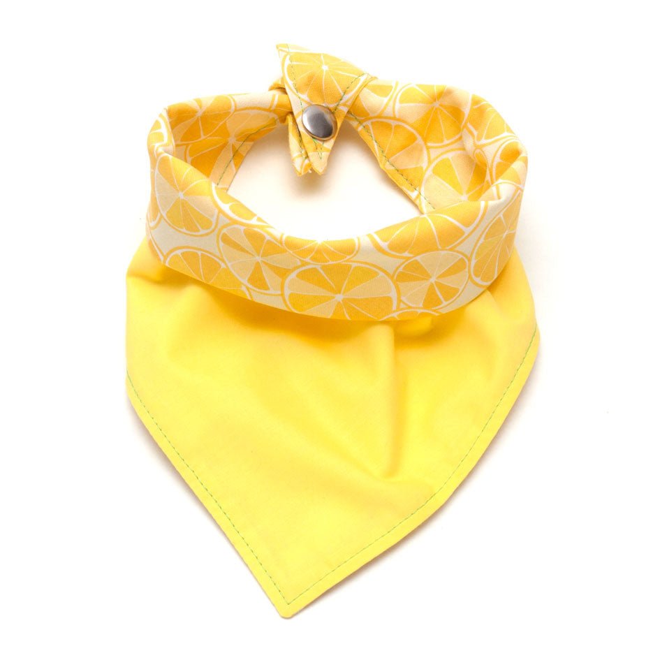Fun Dog Bandana: Zesty!