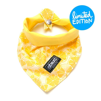 Fun Dog Bandana: Zesty!