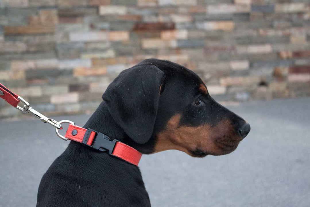Vegan Leather Dog Set
