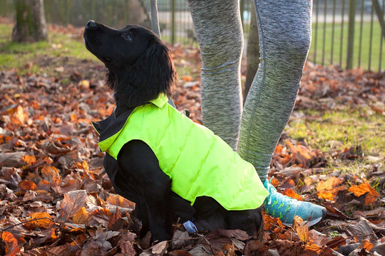 Designer Waterproof Dog Coat: Black/Hi-Vis - Absurd Design