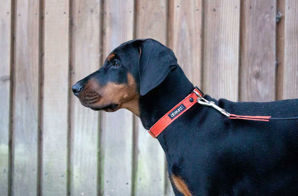 Vegan Leather Dog Collar