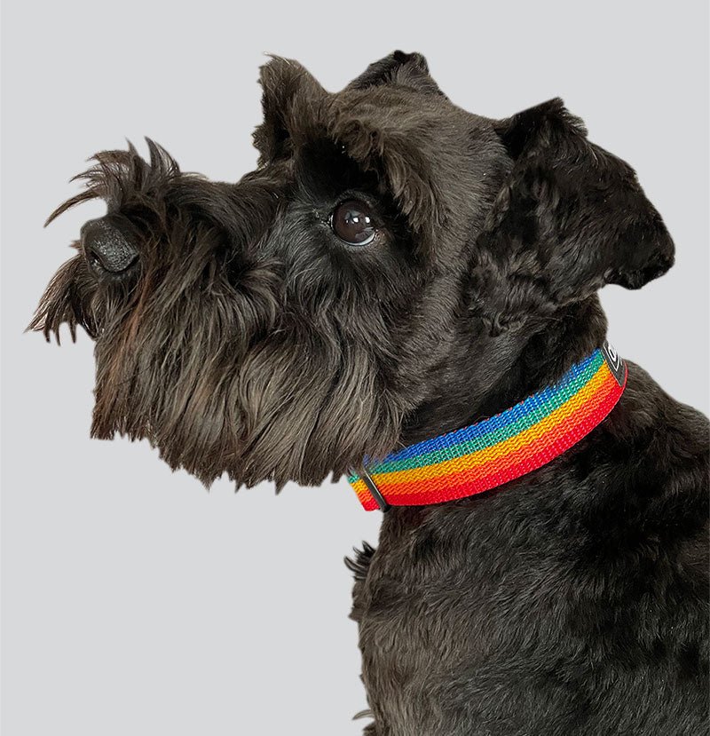 Rainbow Webbing Dog Collar