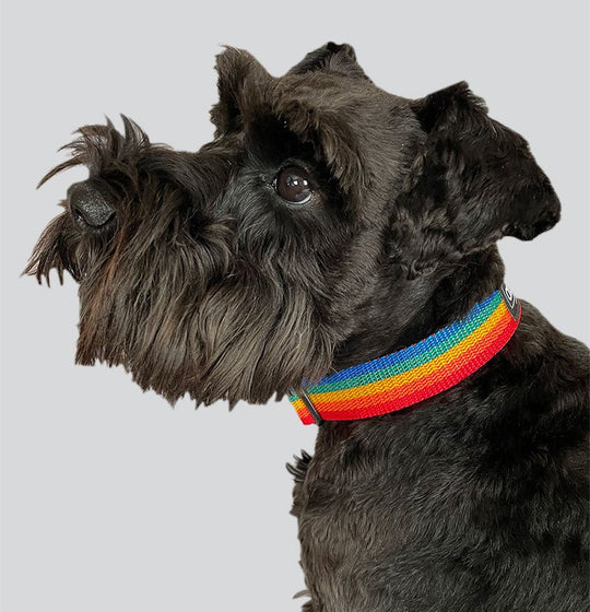 Rainbow Webbing Dog Collar