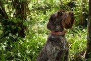 Leather Dog Collar: Britannia - Absurd Design