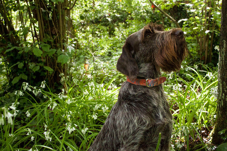 Leather Dog Collar: Britannia - Absurd Design