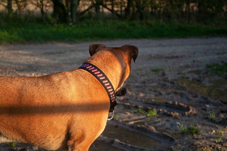 dog wearing wide martingale collar