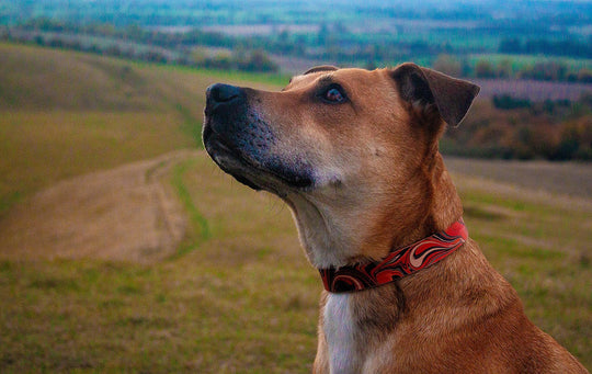 Leather Dog Collar: BloodyMary - Absurd Design