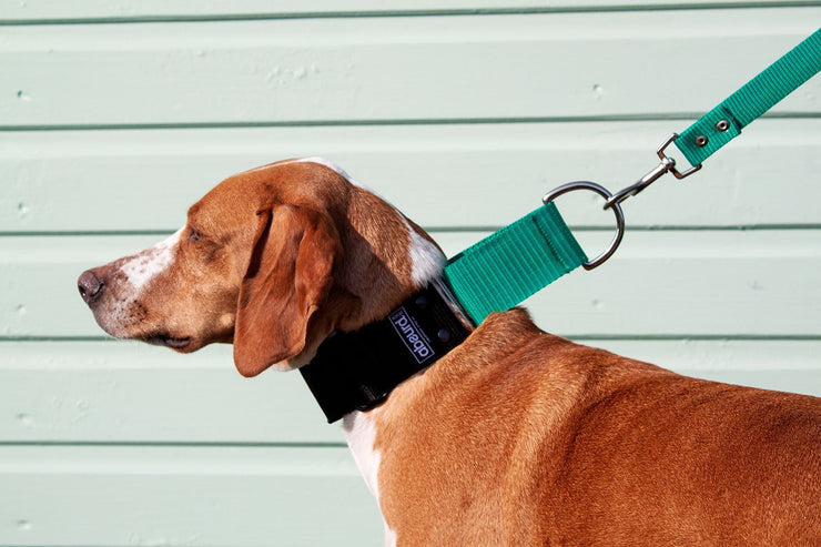 dog wearing emerald green matching martingale collar and lead