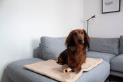 Interior shot of dog sat on an Absurd Design Settle Mat 