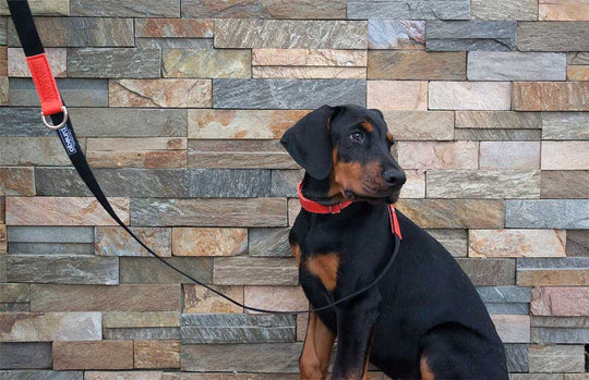 Vegan Leather Dog Set