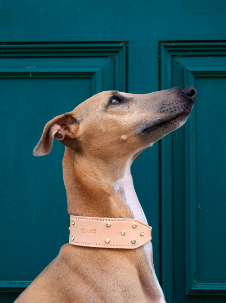 Shine Bright : Leather Sighthound Collar - Absurd Design 
